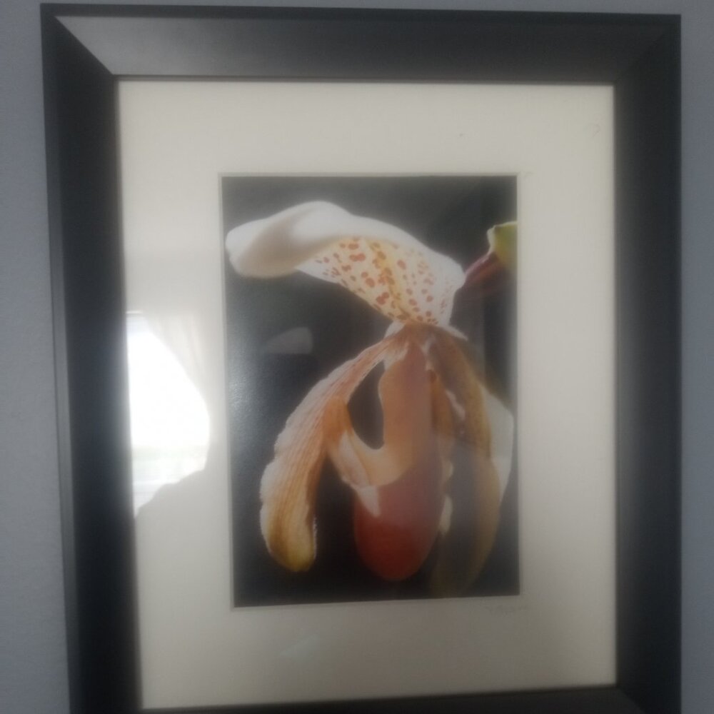 Framed Flower Photo signed by D Plane